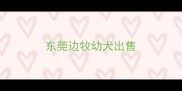 东莞边牧幼犬出售