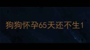 狗狗怀孕65天还不生
