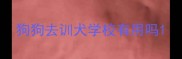 狗狗去训犬学校有用吗