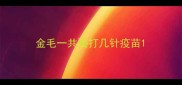 金毛一共要打几针疫苗