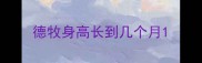 德牧身高长到几个月
