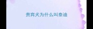 贵宾犬为什么叫泰迪