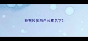 拉布拉多白色公狗名字