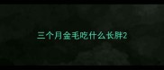 三个月金毛吃什么长胖