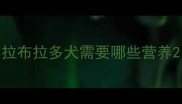 拉布拉多犬需要哪些营养
