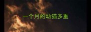 一个月的幼猫多重