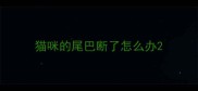 猫咪的尾巴断了怎么办