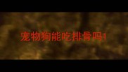宠物狗能吃排骨吗