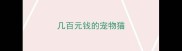 几百元钱的宠物猫