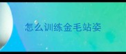 怎么训练金毛站姿