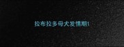 拉布拉多母犬发情期