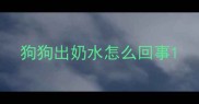 狗狗出奶水怎么回事