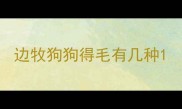 边牧狗狗得毛有几种