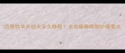边境牧羊犬幼犬多久睁眼全攻略睁眼期护理要点