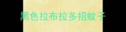 黑色拉布拉多招蚊子