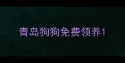 青岛狗狗免费领养