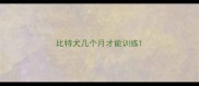 比特犬几个月才能训练