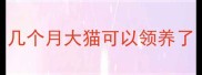几个月大猫可以领养了