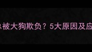 泰迪犬总被大狗欺负5大原因及应对策略