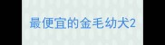 最便宜的金毛幼犬