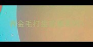 养金毛打疫苗重要吗