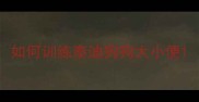 如何训练泰迪狗狗大小便