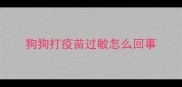 狗狗打疫苗过敏怎么回事
