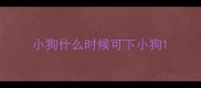 小狗什么时候可下小狗