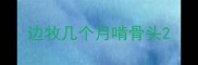 边牧几个月啃骨头