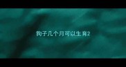 狗子几个月可以生育