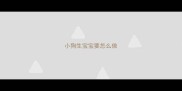 小狗生宝宝要怎么做