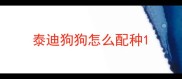 泰迪狗狗怎么配种