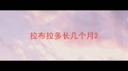 拉布拉多长几个月