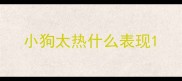 小狗太热什么表现