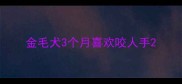 金毛犬3个月喜欢咬人手