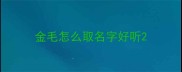 金毛怎么取名字好听