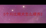 5个月比熊犬怎么喂养