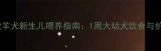 边境牧羊犬新生儿喂养指南1周大幼犬饮食与护理全