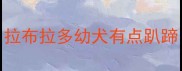 拉布拉多幼犬有点趴蹄