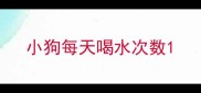 小狗每天喝水次数