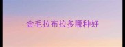 金毛拉布拉多哪种好
