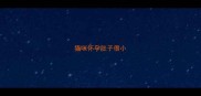 猫咪怀孕肚子很小