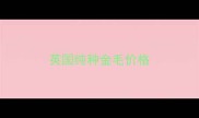英国纯种金毛价格