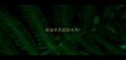 泰迪冬天能剃毛吗