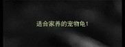 适合家养的宠物龟