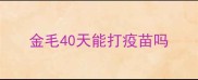 金毛40天能打疫苗吗