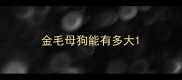 金毛母狗能有多大