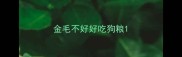 金毛不好好吃狗粮