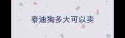泰迪狗多大可以卖