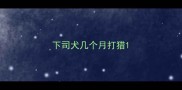 下司犬几个月打猎